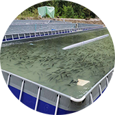 跑道式流水槽養(yǎng)魚項(xiàng)目一