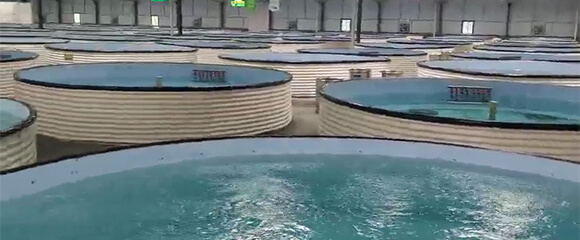 工廠化循環水養殖車間