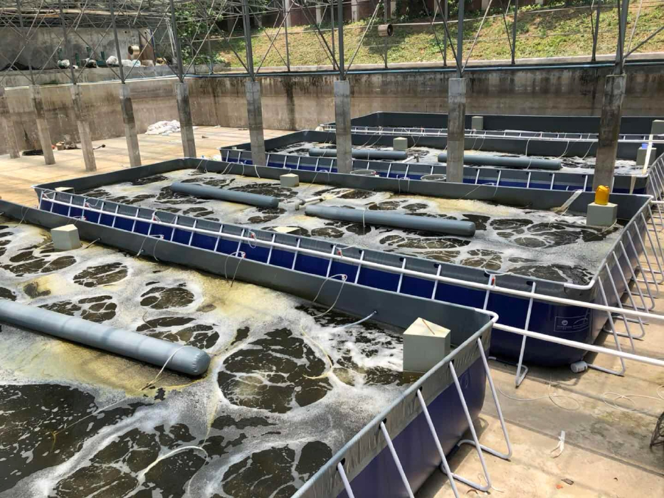 新型水產(chǎn)養(yǎng)殖模式-生物絮團養(yǎng)殖南美白對蝦