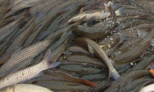 水產(chǎn)養(yǎng)殖知識(shí)之死魚(yú)對(duì)養(yǎng)殖水的危害