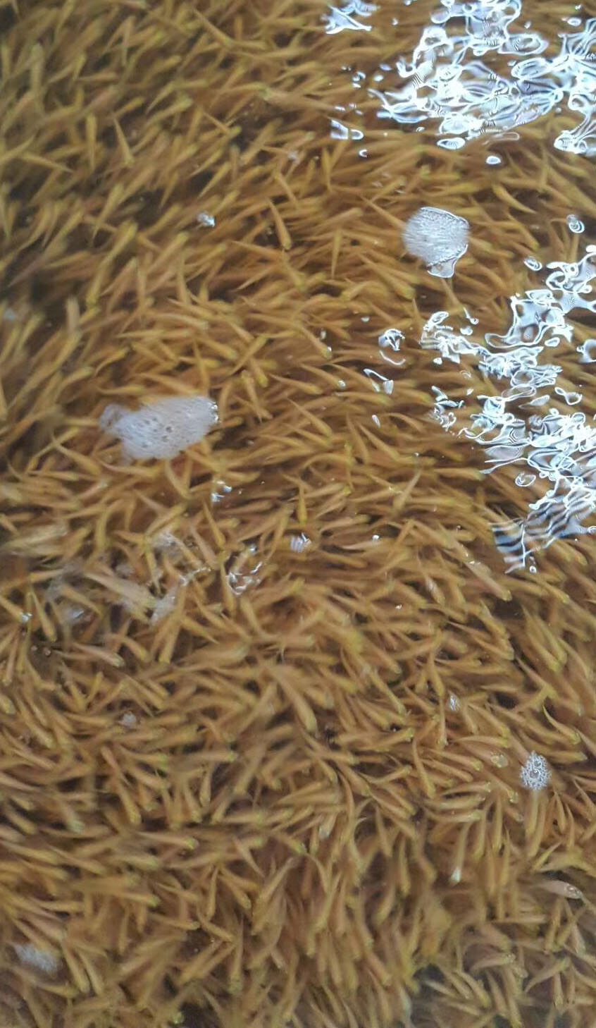 水產(chǎn)養(yǎng)殖知識(shí)之苗種寄生蟲(chóng)的介紹