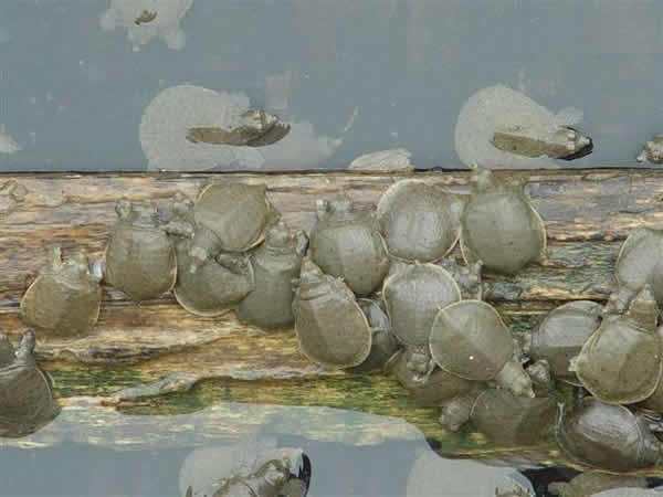 水產養殖行情之2019年9月26日各地各類甲魚收購價