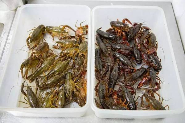 水產養殖行情之2019年9月27日各地小龍蝦批發價格