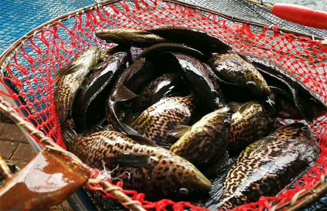 室內循環(huán)水養(yǎng)殖設備助石斑魚安全度過秋冬季