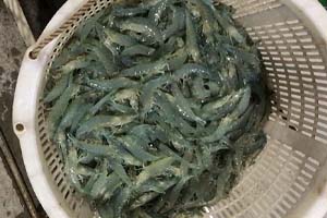 水產養(yǎng)殖知識——對蝦養(yǎng)殖之桃拉病毒